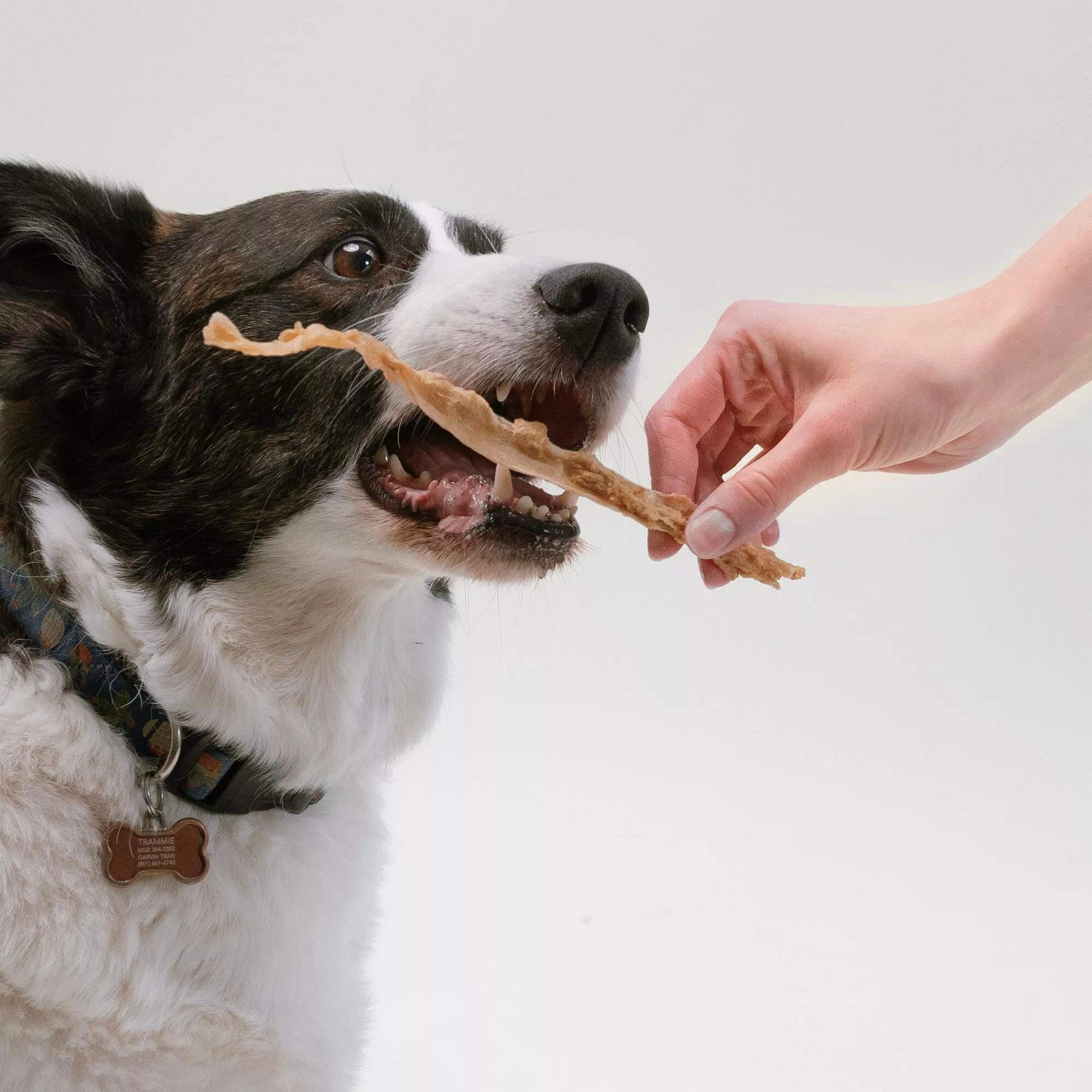 a dog about to eat a turkey tendon out of a human's hand | Pupford