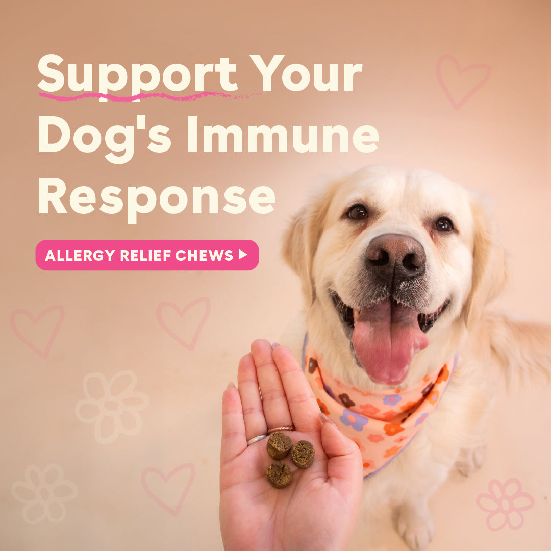 a dog about to eat an allergy supplement with text that says support your dog's immune system | Pupford