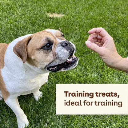 a dog smelling a sweet potato treat during a training session | Pupford