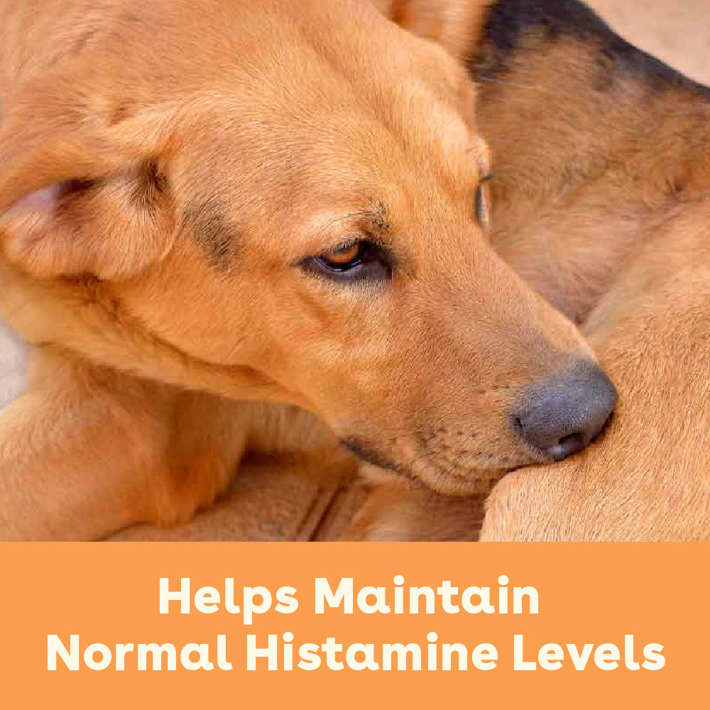 a dog with text that says helps maintain normal histamine levels | Pupford