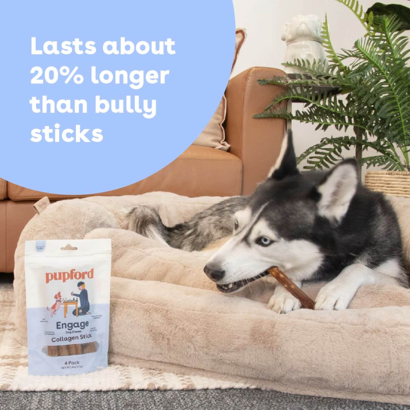 a husky dog chewing a collagen stick with text that says 'lasts about 20% longer than bully sticks' | Pupford