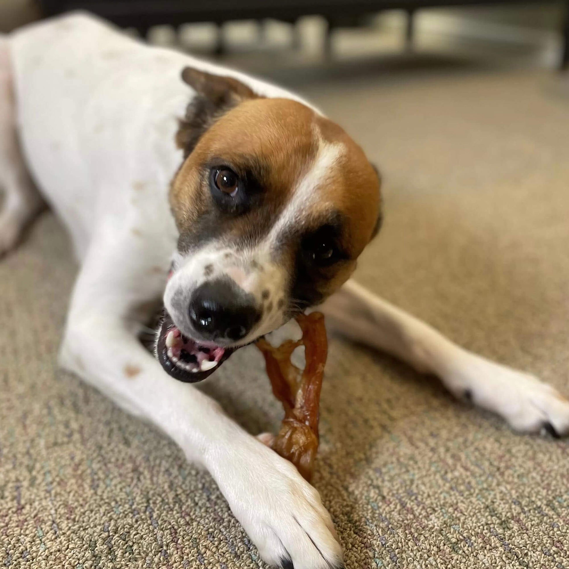 a white and brown dog chewing a beef tendon | Pupford