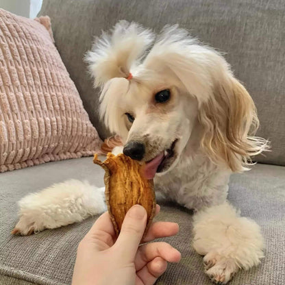 a white poodle eating sweet potato jerky | Pupford