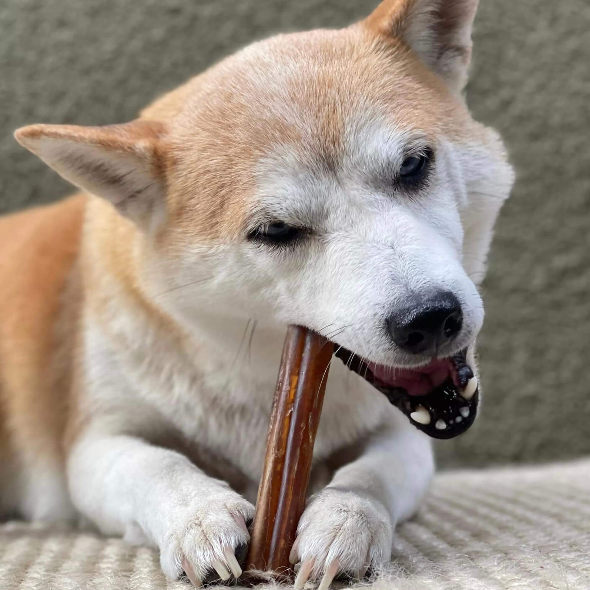 a yellow and white dog chewing a 6 inch bully stick for a long period of time | Pupford