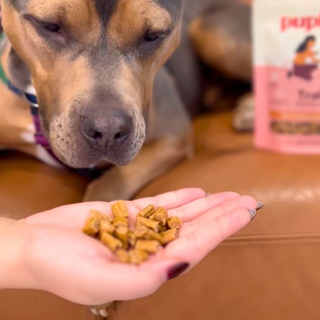 How to use Soft Training Treats