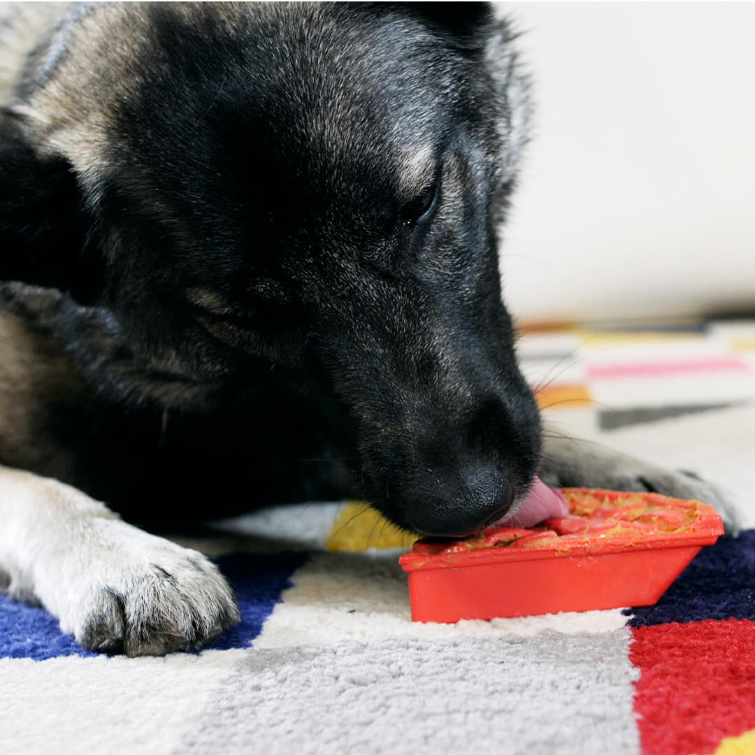 dog using cherry pie enrichment toy | Pupford 