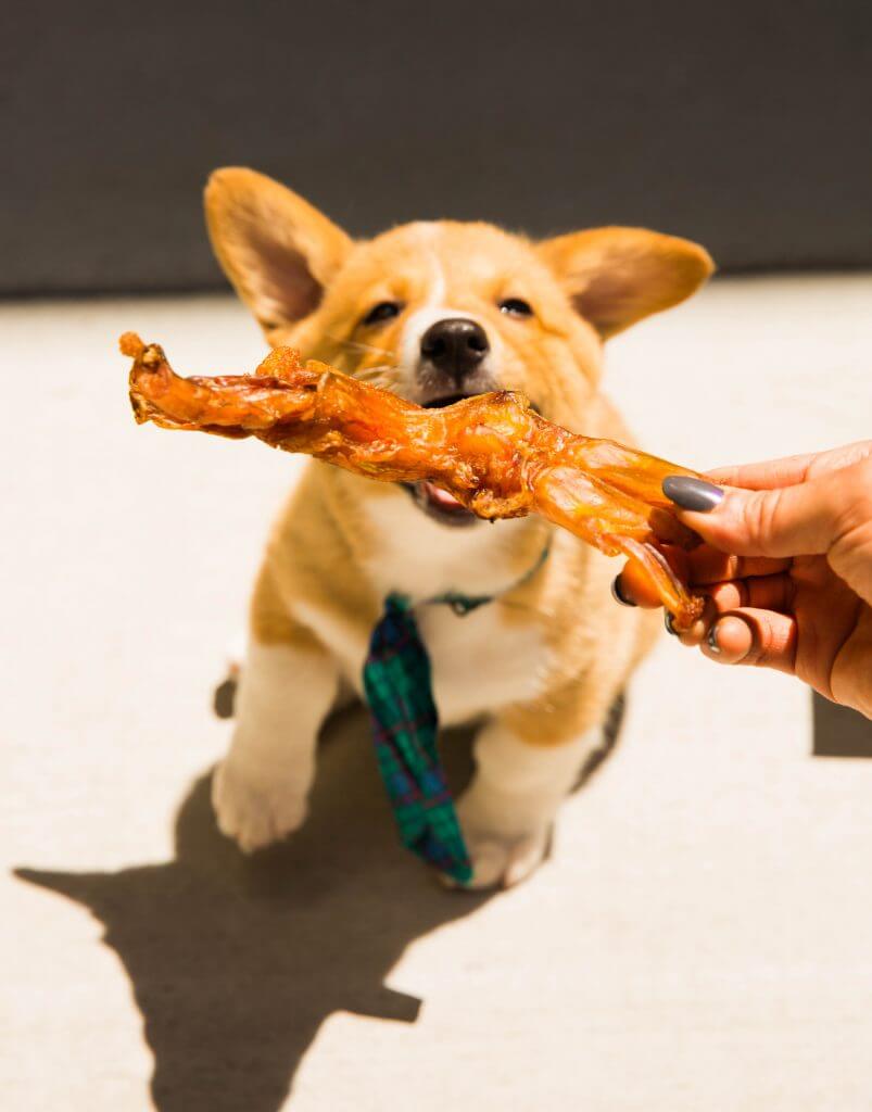 Kronk-Corgi-24
