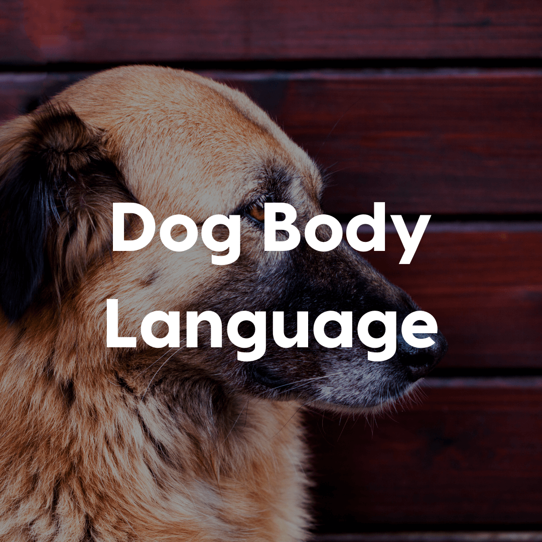dog body language gallery imag