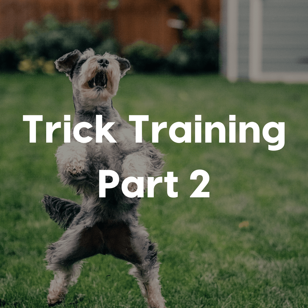 trick training part 2 gallery image