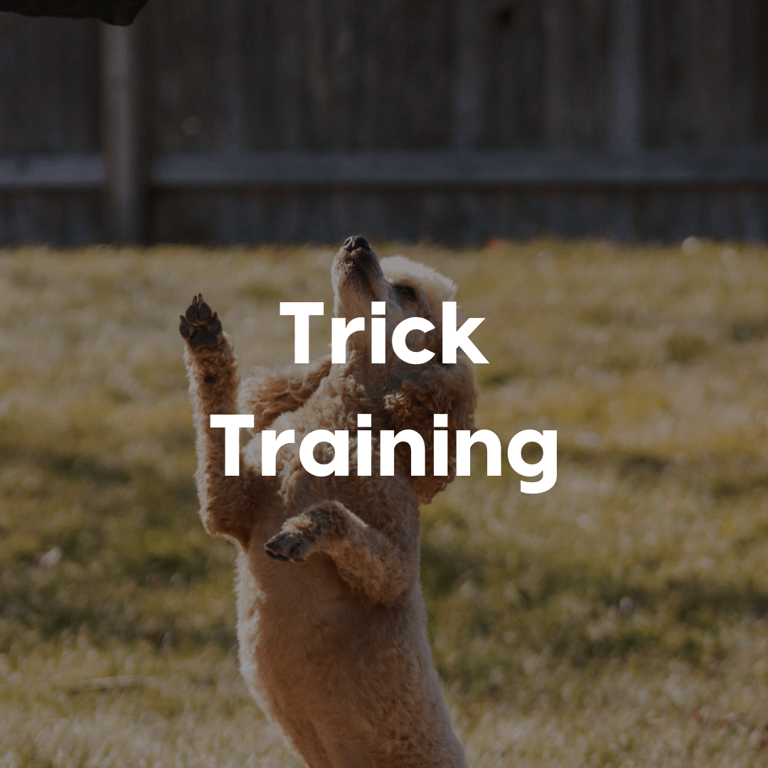 Trick Training Gallery Image