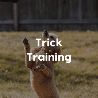 Trick Training Gallery Image