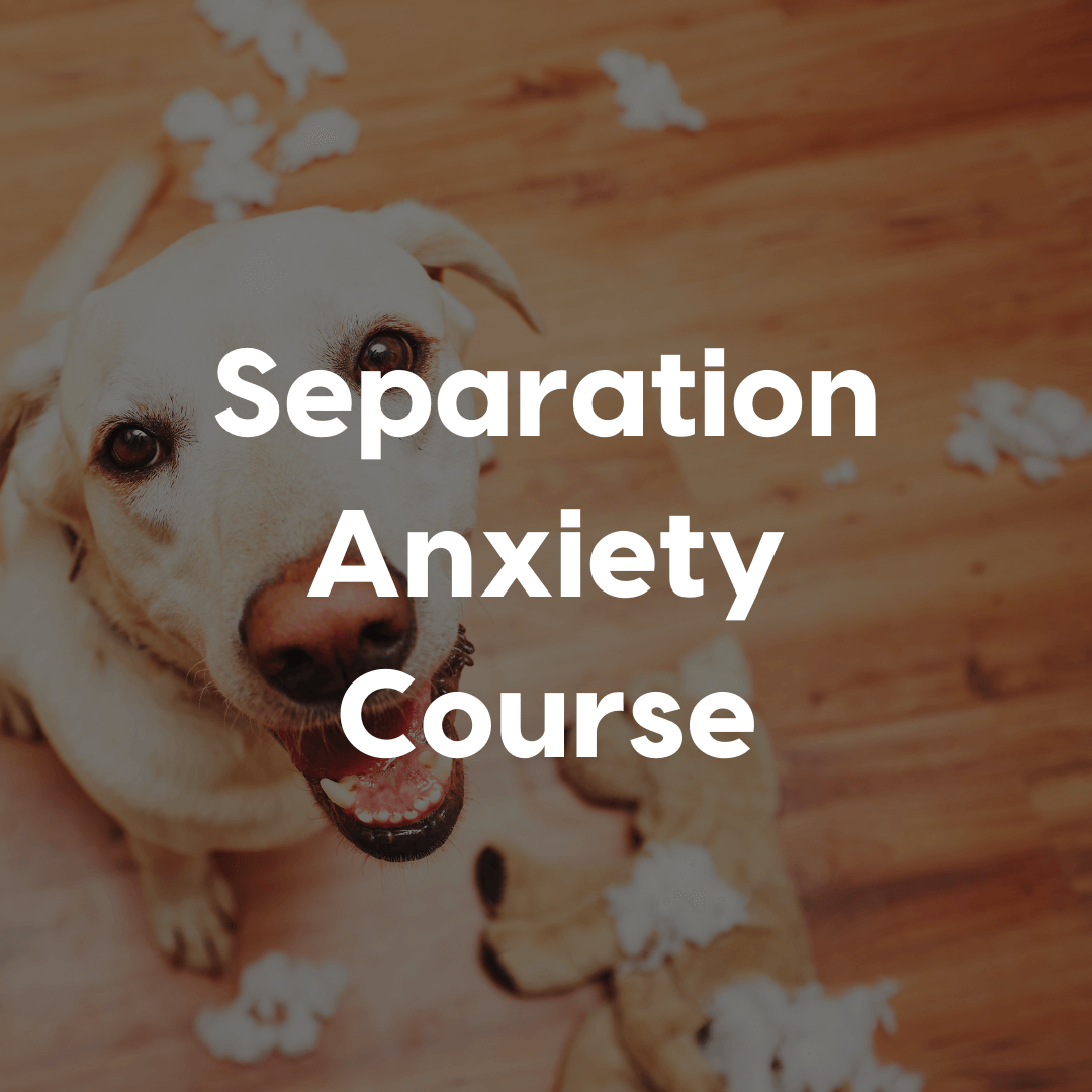 separation anxiety course gallery image