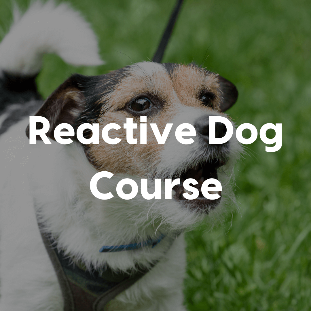 reactive dog course gallery image