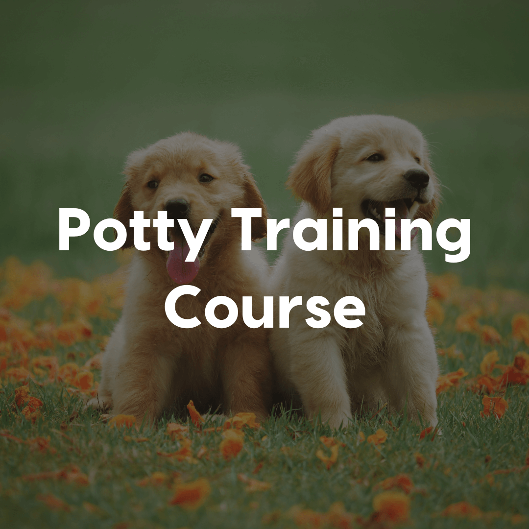 Potty Training Gallery Image