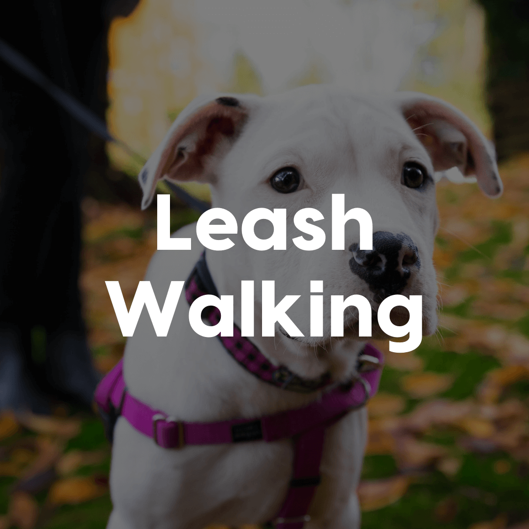 leash walking course gallery image