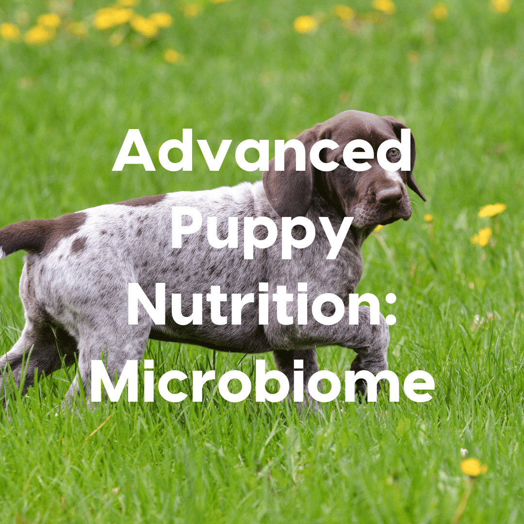 Advanced Basic Puppy Nutrition Course square