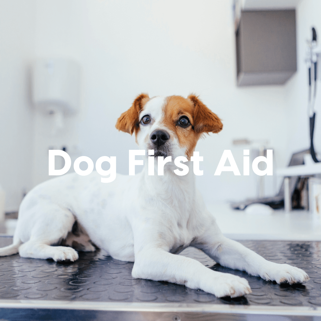 First Aid Course Hero