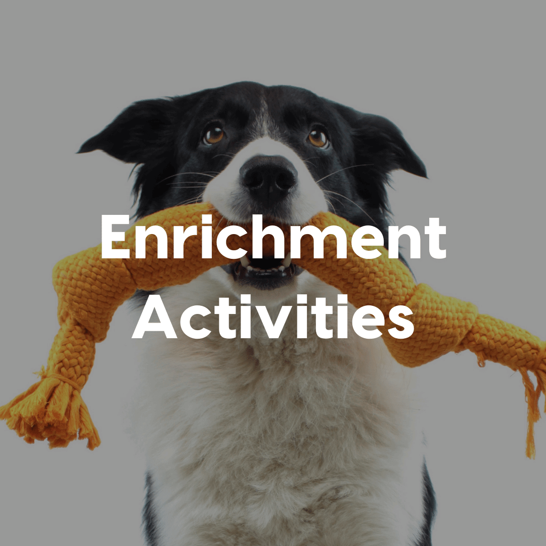 Enrichment Activites Gallery Image