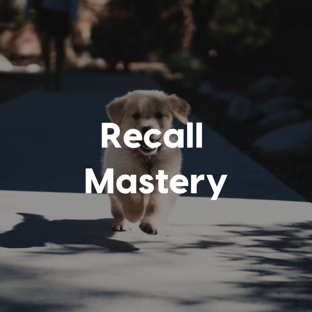 Recall Mastery Gallery Image
