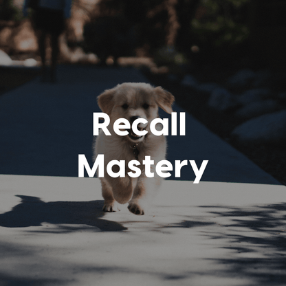 Recall Mastery Gallery Image
