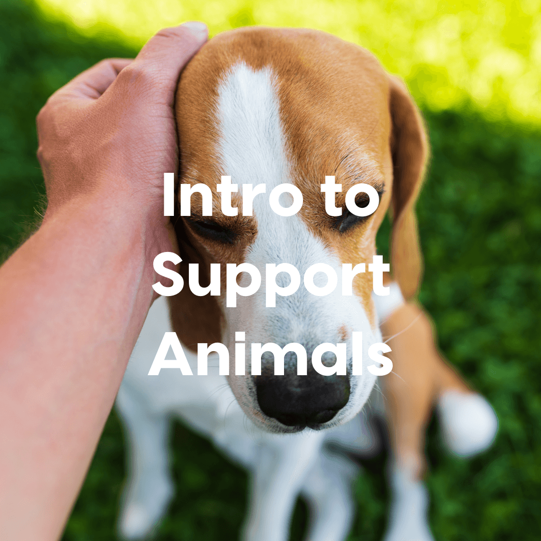 intro to support animals product 