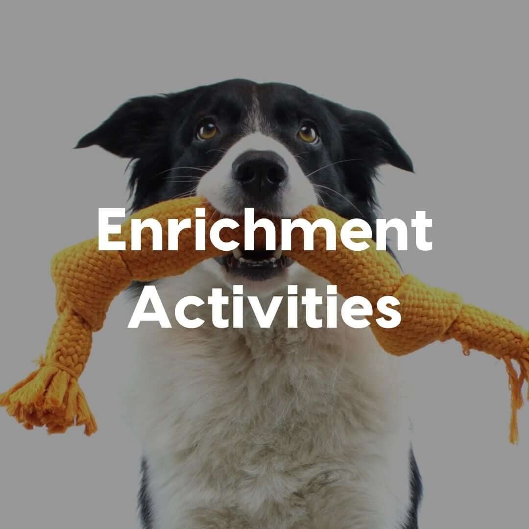 Enrichment-Activites-Gallery-Image | Pupford