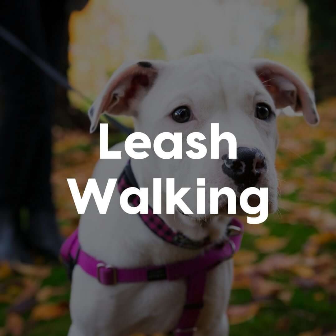 leash-walking-course-gallery-image | Pupford