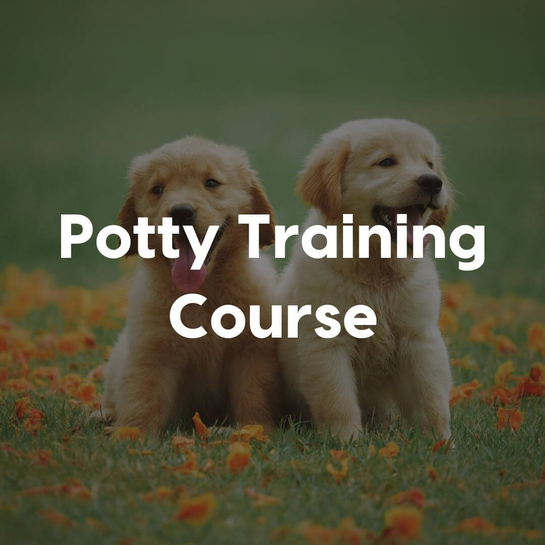Potty-Training-Gallery-Image | Pupford