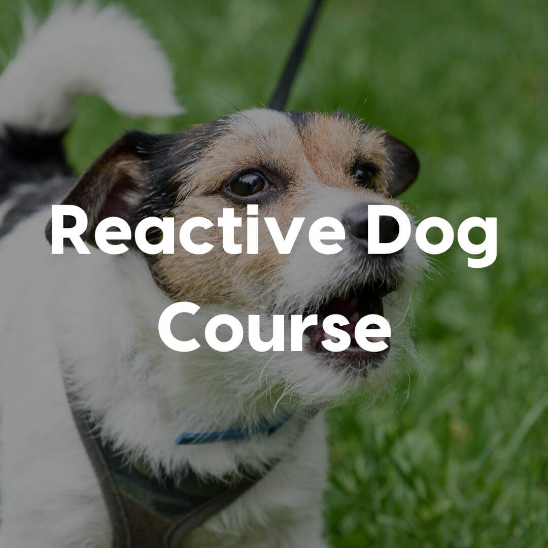 reactive dog course gallery image | Pupford
