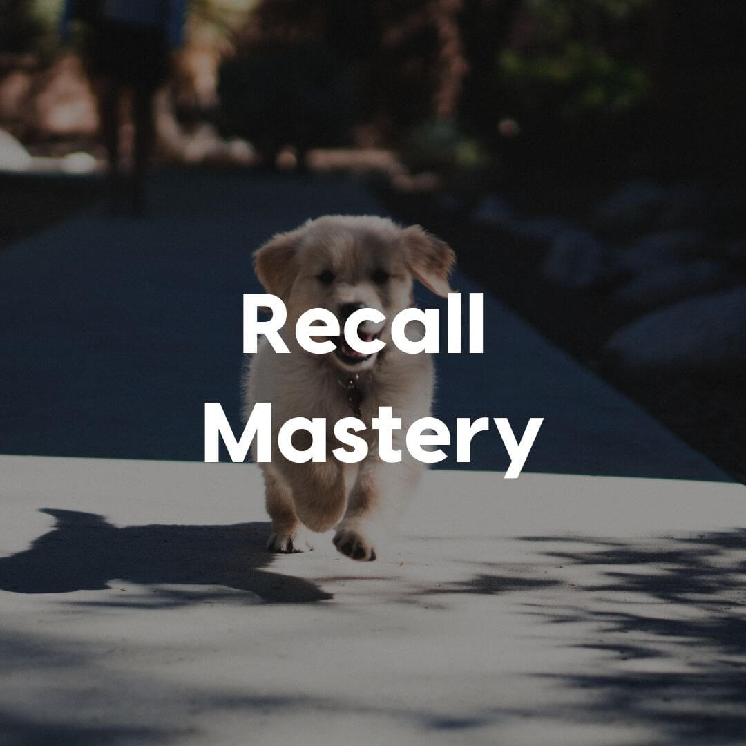 Recall-Mastery-Gallery-Image | Pupford