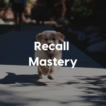 Recall-Mastery-Gallery-Image | Pupford