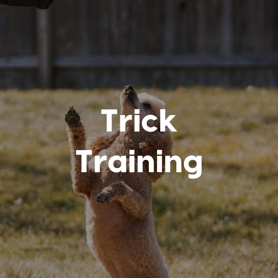 Trick-Training-Gallery-Image | Pupford 