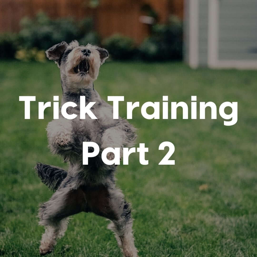 trick-training-part-2-gallery-image | Pupford 