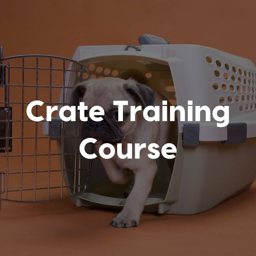 Crate training course gallery image | Pupford 