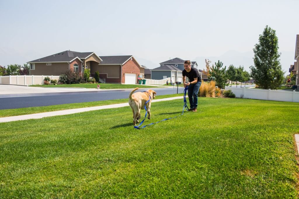 come-when-called with a long lead | Pupford 