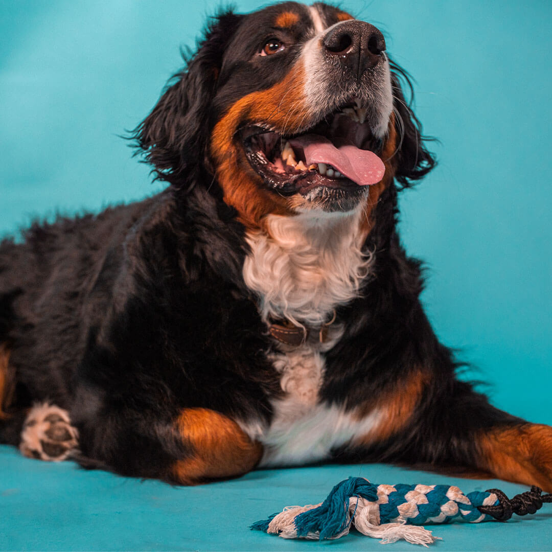 dog laying down tired after using flirt pole | Pupford 