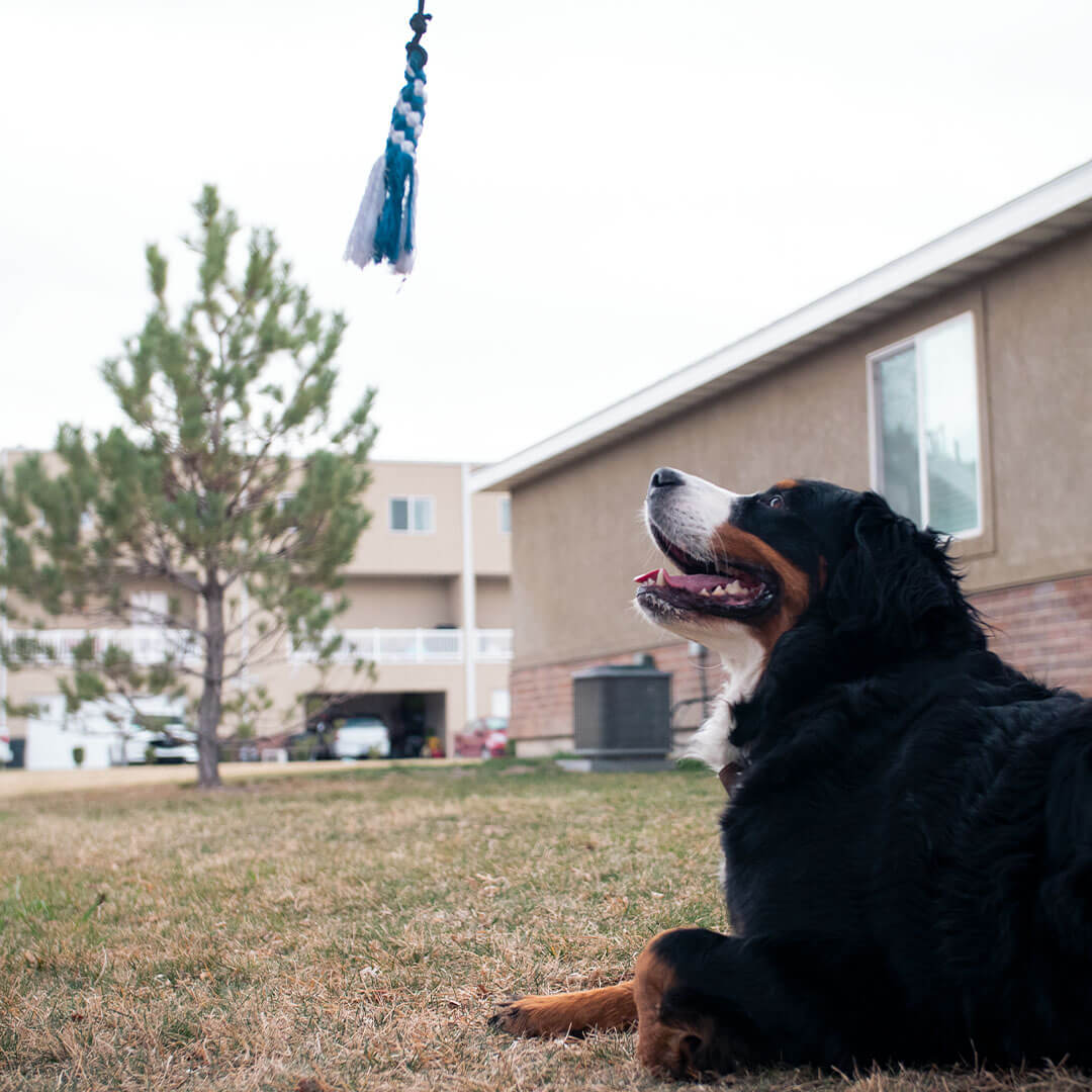 dog looking at flirt pole toy | Pupford 