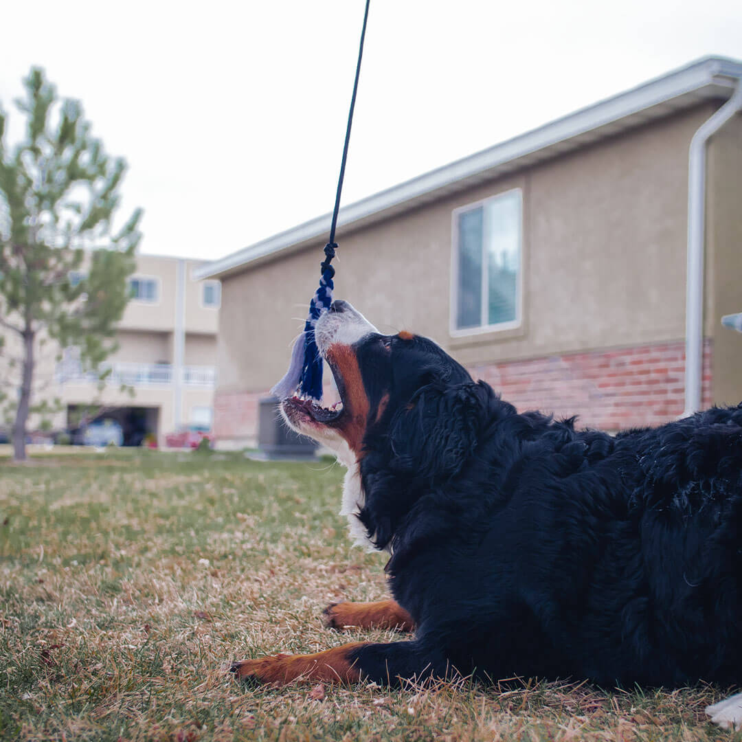 dog catching a flirt pole toy | Pupford 