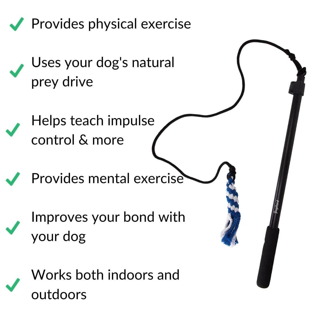 flirt pole for large dogs benefits web white | Pupford 