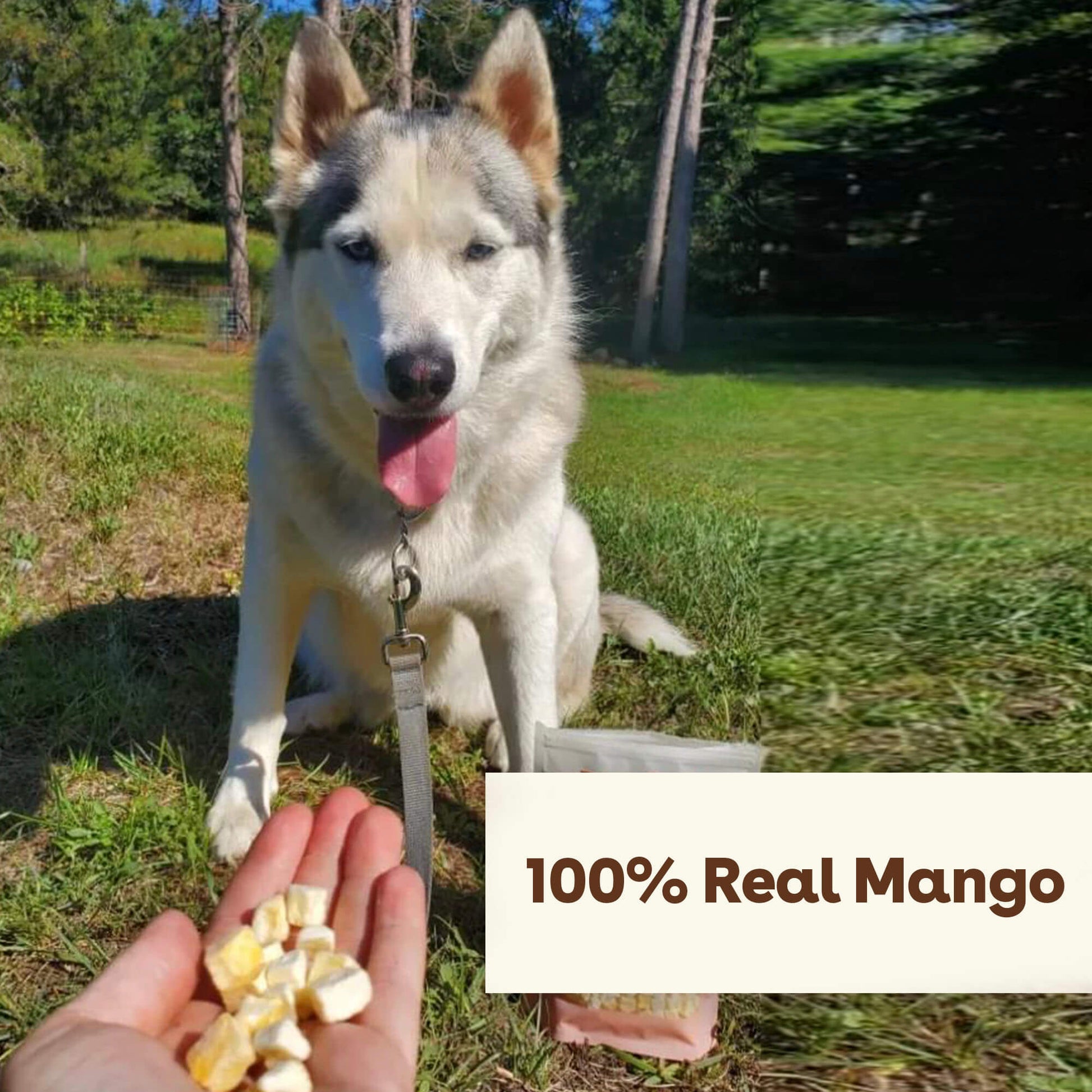 MangoArtboard 4