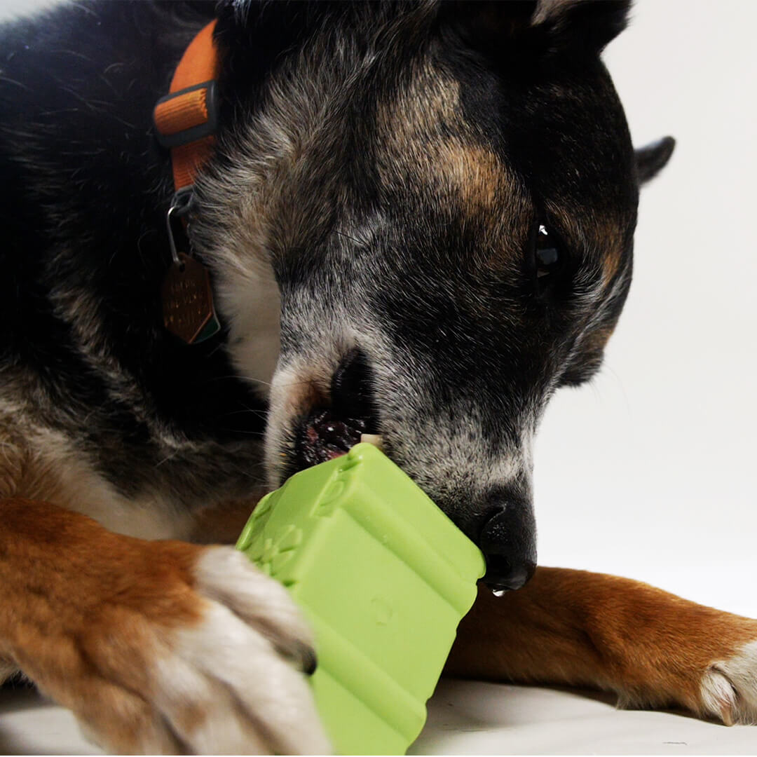 dog using a chew toy | Pupford 