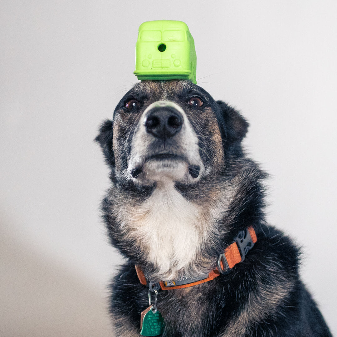 dog with chew toy on head | Pupford 