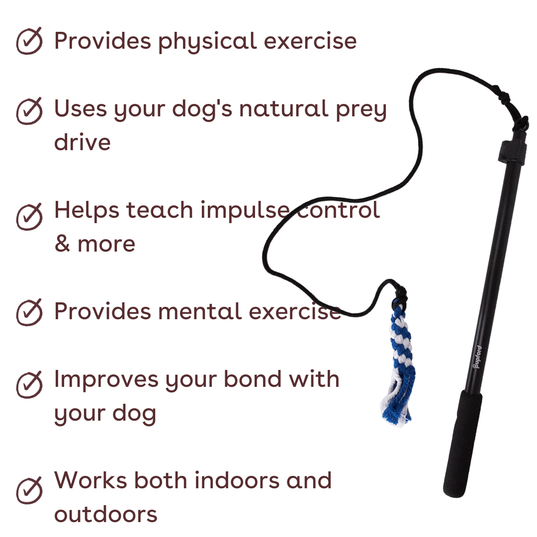 flirt pole for large dogs benefits web