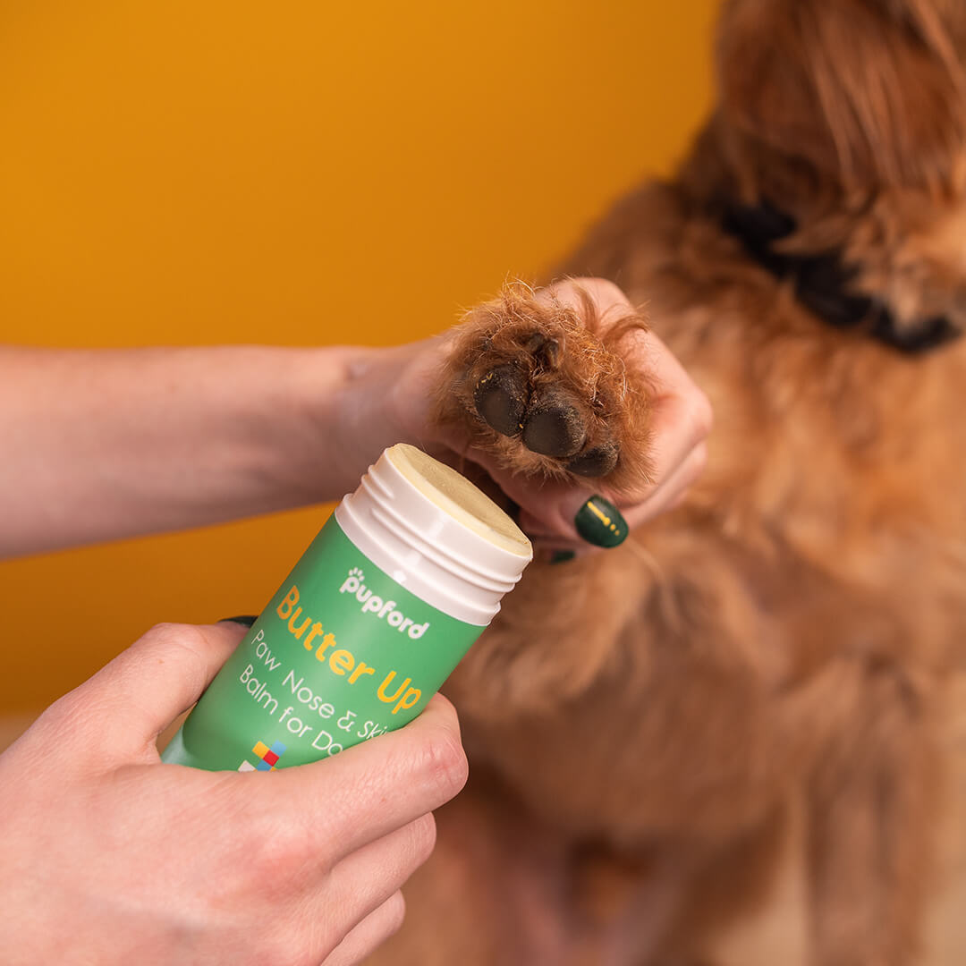 putting butter up on a dogs paws | Pupford 