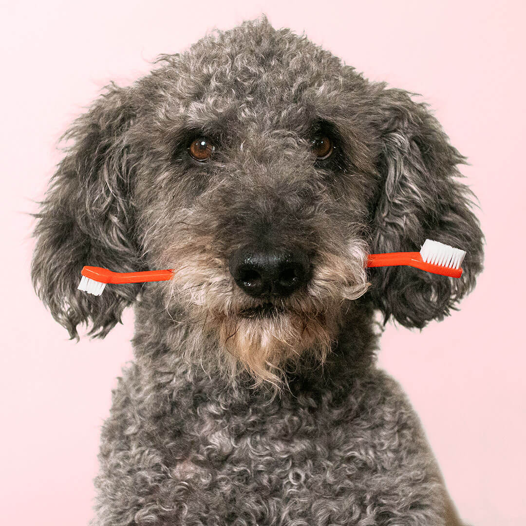 dog with toothbrush in mouth | Pupford 
