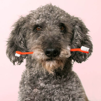 dog with toothbrush in mouth | Pupford 