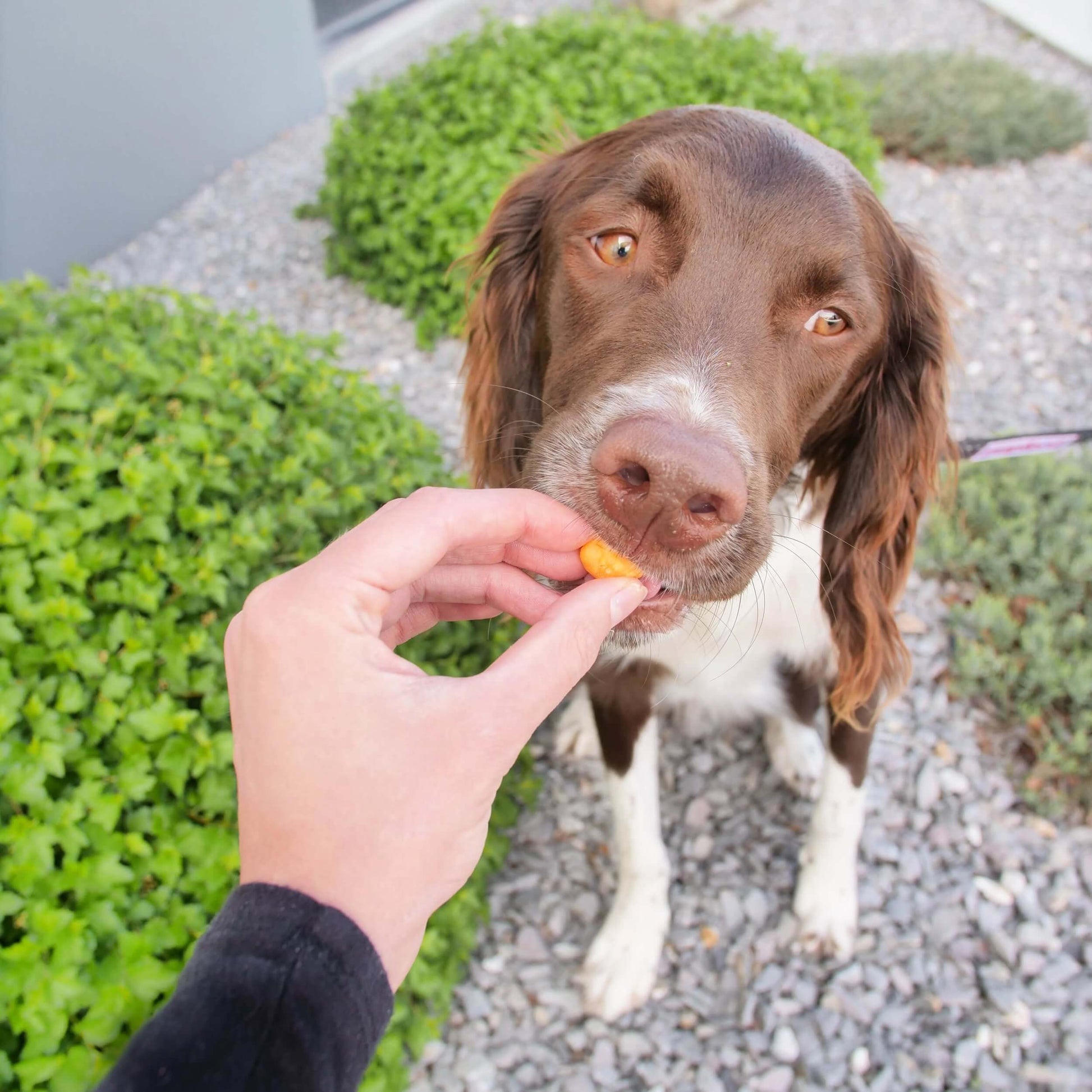 Cheddar doris outside