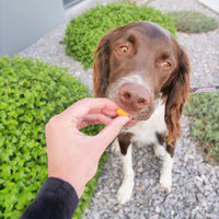 Cheddar doris outside