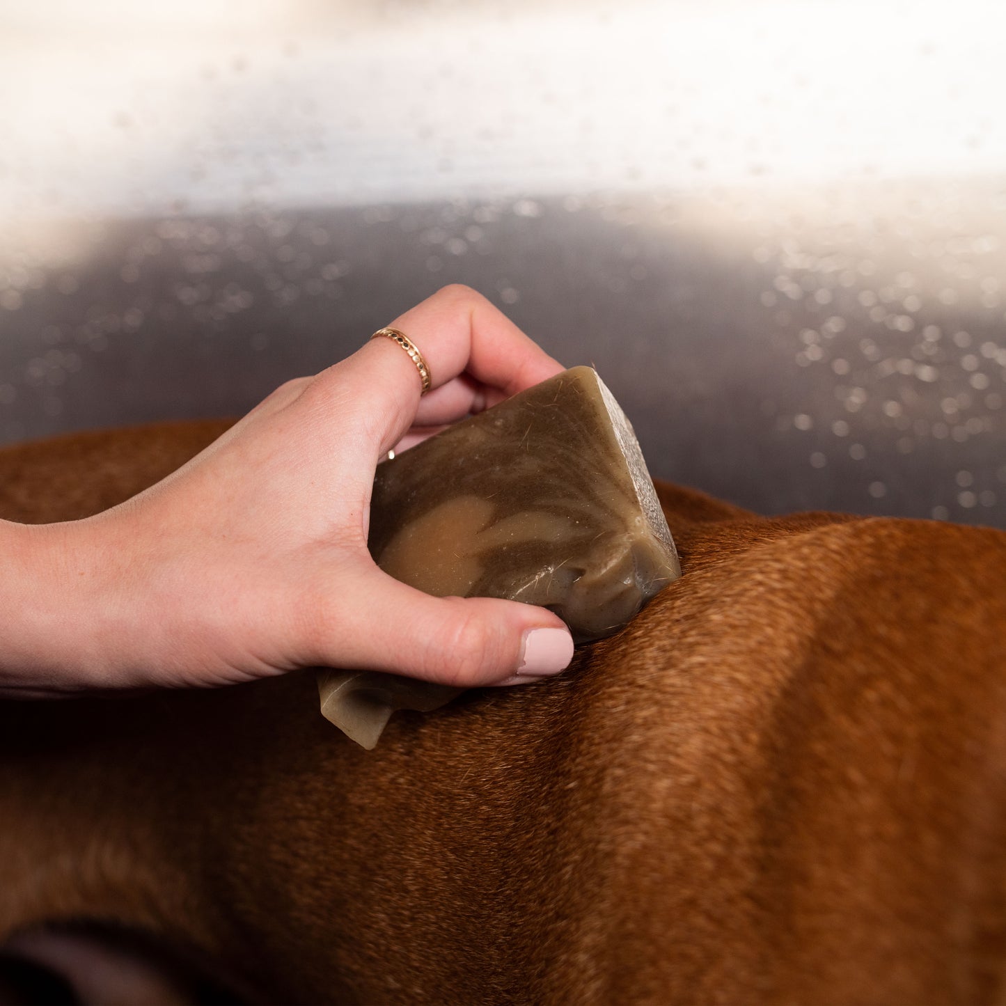 Sudsy_0003_P1111720