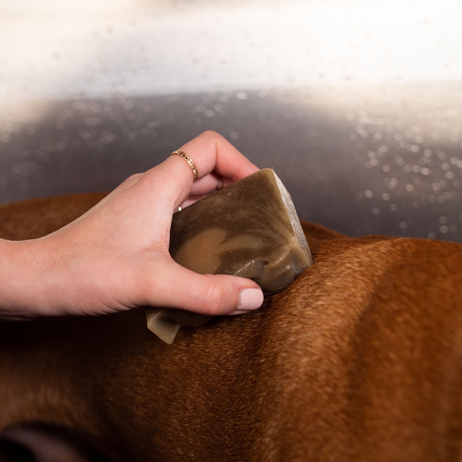 Sudsy_0003_P1111720